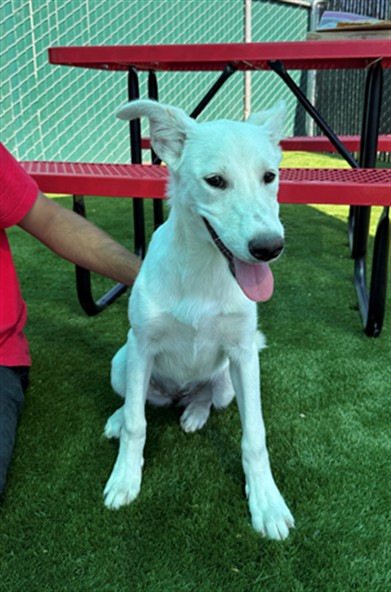 Shelter Stray Female Dog last seen MEDICAL CENTER DR X W 20TH ST, 333 Chandler Pl, San Bernardino, CA 92408, USA