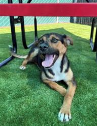 Shelter Stray Female Dog last seen CITRUS AND HARVEY, 333 Chandler Pl, San Bernardino, CA 92408, USA