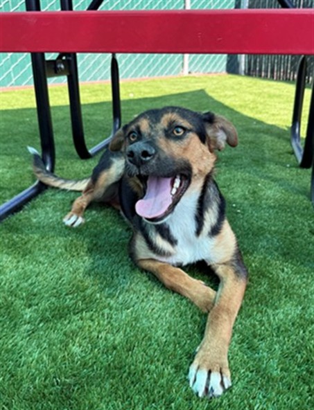 Shelter Stray Female Dog last seen CITRUS AND HARVEY, 333 Chandler Pl, San Bernardino, CA 92408, USA