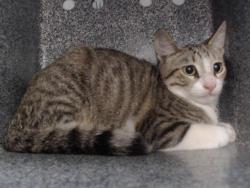 Shelter Stray Male Cat last seen , 2769 Conroy Rd, Orlando, FL 32839, USA