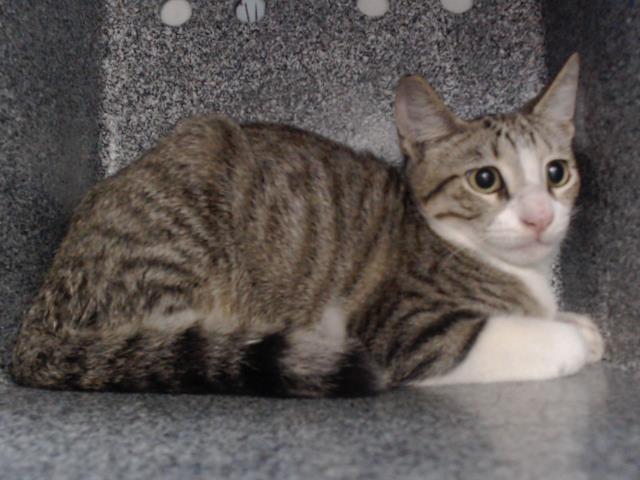 Shelter Stray Male Cat last seen , 2769 Conroy Rd, Orlando, FL 32839, USA
