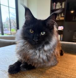 Lost Male Cat last seen E Prospect and 39th Str, Seattle, WA 98112