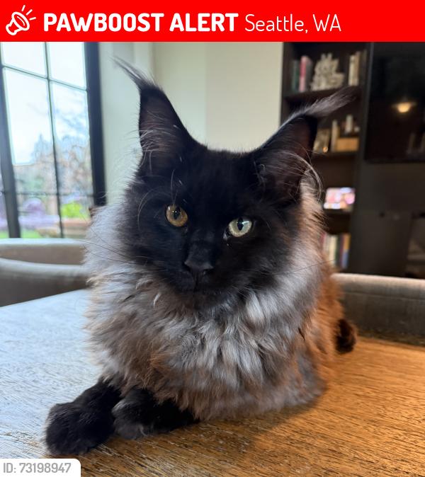 Lost Male Cat last seen E Prospect and 39th Str, Seattle, WA 98112