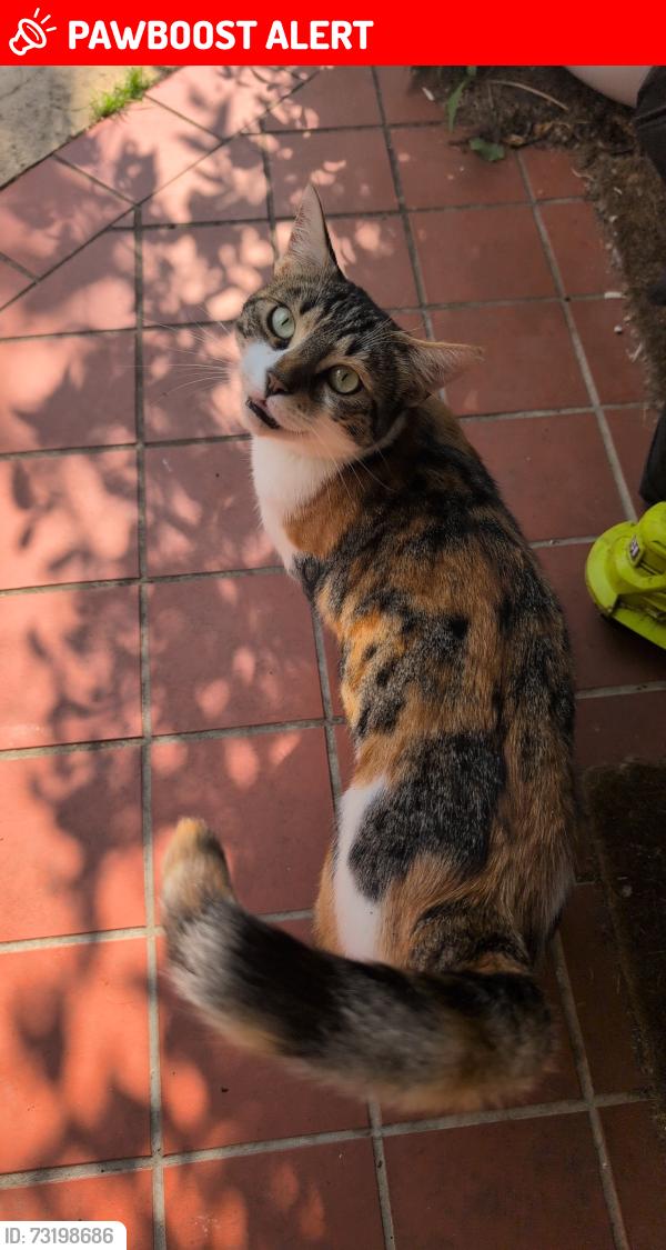 Lost Female Cat last seen davies close, Leicestershire, England LE16 7ND