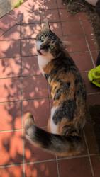Lost Female Cat last seen davies close, Leicestershire, England LE16 7ND
