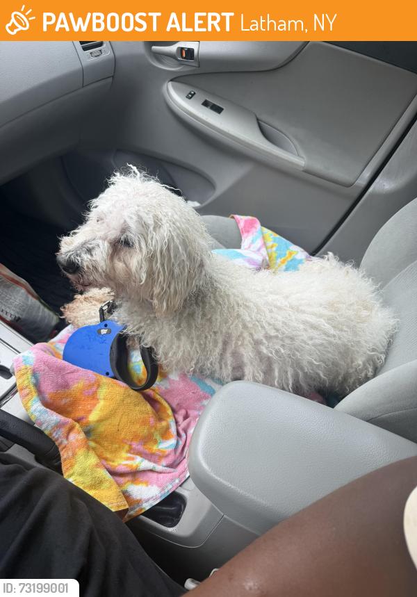 Found/Stray Male Dog last seen Shaker Highschool Latham NY, Latham, NY 12110