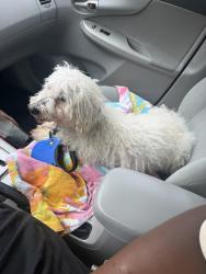 Found/Stray Male Dog last seen Shaker Highschool Latham NY, Latham, NY 12110