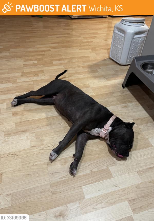 Found/Stray Female Dog last seen By intersection, Wichita, KS 67218