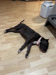 Found/Stray Female Dog last seen By intersection, Wichita, KS 67218
