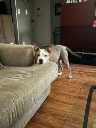 Reunited Male Dog last seen 10th Ave and Military Trail, Lake Worth Beach, FL 33461