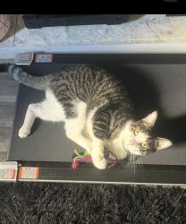 Reunited Male Cat last seen St vitus church, New Castle, PA 16101