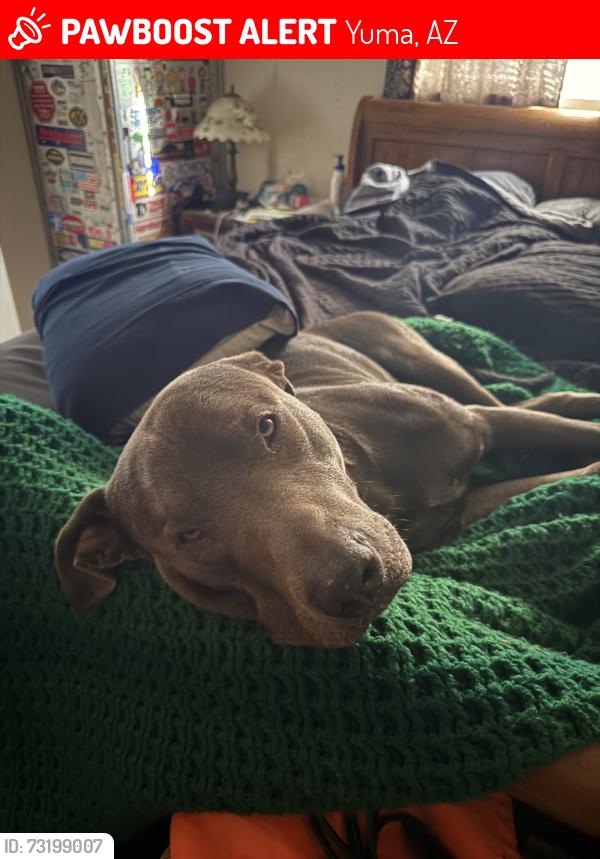 Lost Male Dog last seen palo verde/ dog park, Yuma, AZ 85365