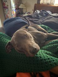 Lost Male Dog last seen palo verde/ dog park, Yuma, AZ 85365