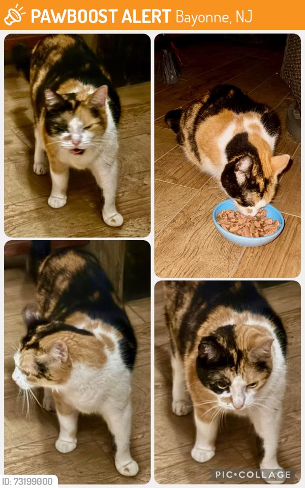 Found/Stray Unknown Cat last seen Lord Ave & 2 street, Bayonne, NJ, Bayonne, NJ 07002