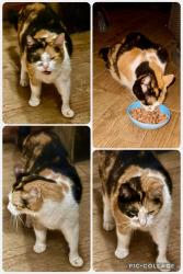 Found/Stray Unknown Cat last seen Lord Ave & 2 street, Bayonne, NJ, Bayonne, NJ 07002
