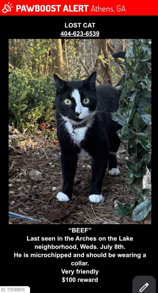 Lost Male Cat last seen Arches on the Lake neighborhood, Athens, GA 30605