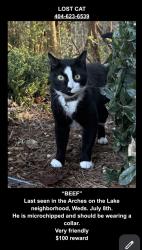 Lost Male Cat last seen Arches on the Lake neighborhood, Athens, GA 30605