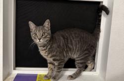 Reunited Male Cat last seen Antelope Road, Ethanac Rd, Menifee, CA 92585