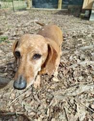 Reunited Male Dog last seen Near Stacey Rd, Rutherfordton, NC 28139, USA, Rutherfordton, NC 28139