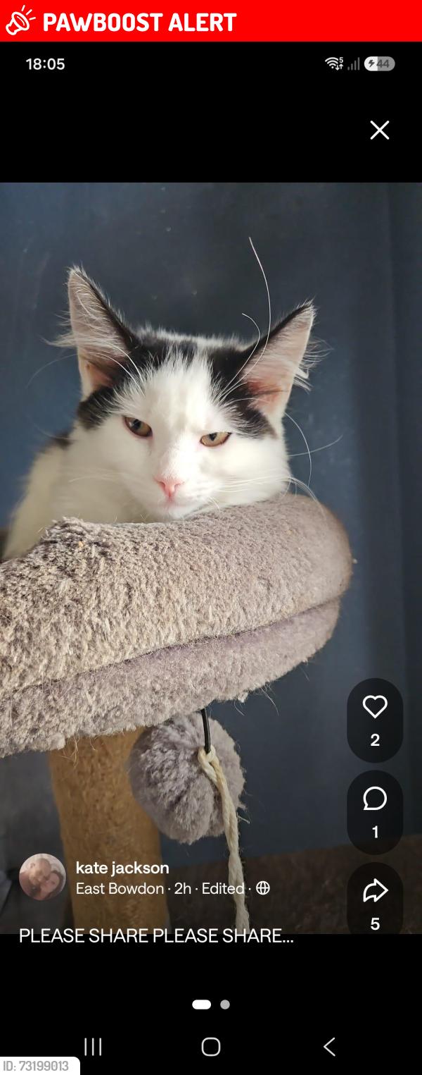 Lost Female Cat last seen Irlam rd, Urmston, England M41 6GS