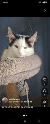 Lost Female Cat last seen Irlam rd, Urmston, England M41 6GS
