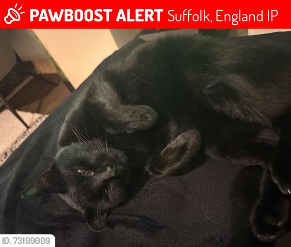 Lost Male Cat last seen Wellesley Road Ipswich, IP4, Suffolk, England IP4