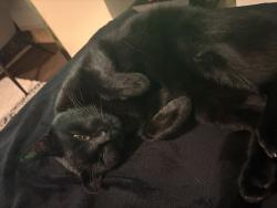 Lost Male Cat last seen Wellesley Road Ipswich, IP4, Suffolk, England IP4