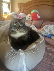 Reunited Male Cat last seen By the alley way on 43rd st, San Diego, CA 92113