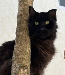 Reunited Male Cat last seen eastern shores, North Miami Beach, FL 33160
