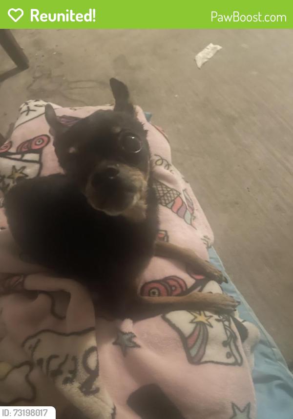 Reunited Male Dog last seen Modesto, CA, USA, Modesto, CA 95354