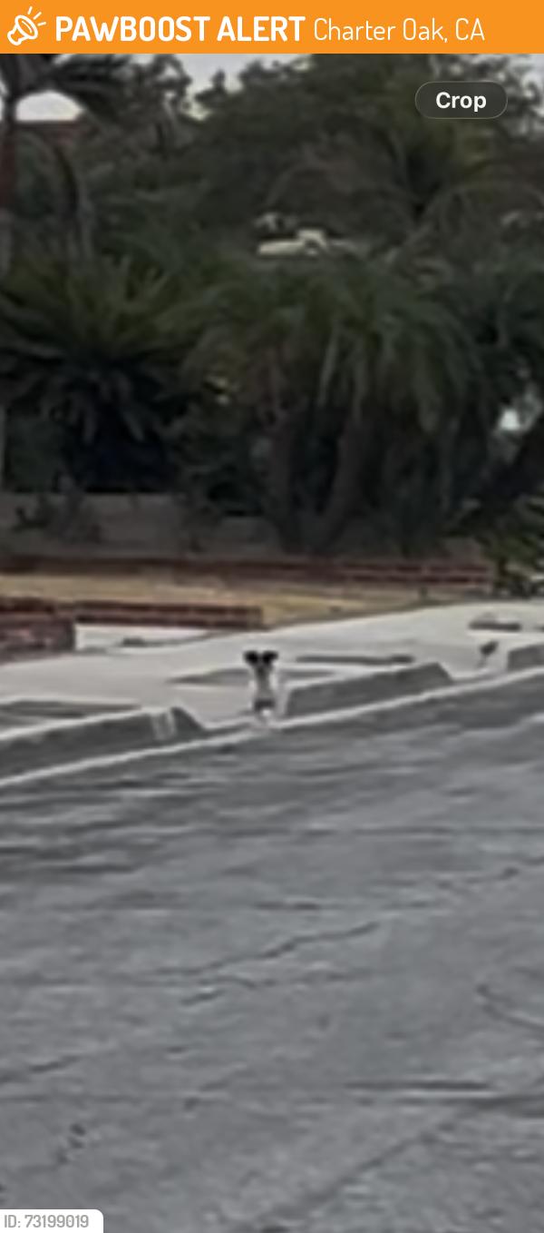 Found/Stray Unknown Dog last seen Greenhaven St and Bender Ave, Charter Oak, CA 91724