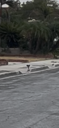 Found/Stray Unknown Dog last seen Greenhaven St and Bender Ave, Charter Oak, CA 91724
