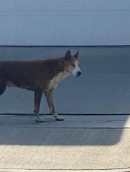 Found/Stray Female Dog last seen Godhino and Charlwood, Cerritos, CA 90703