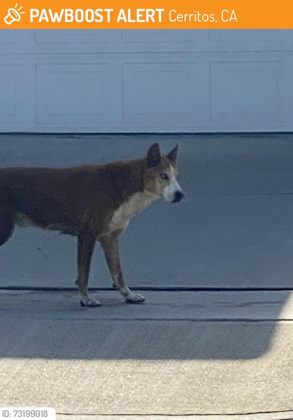 Found/Stray Female Dog last seen Godhino and Charlwood, Cerritos, CA 90703