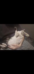 Lost Female Cat last seen Cherie Dr & Bamberg Pl, Virginia Beach, VA 23453