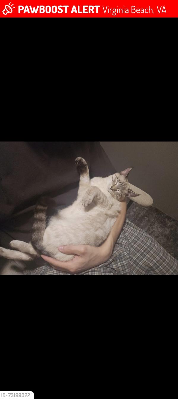 Lost Female Cat last seen Cherie Dr & Bamberg Pl, Virginia Beach, VA 23453