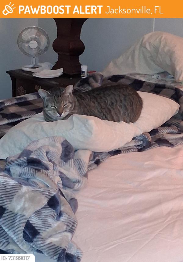 Found/Stray Female Cat last seen Near Beach Blvd lot56, Jacksonville, FL 32246