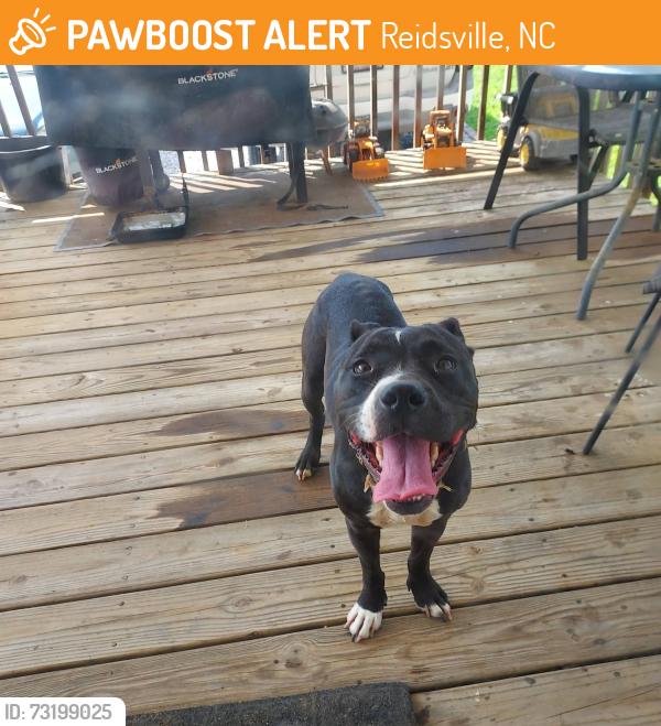 Found/Stray Female Dog last seen right before browning rd. on grooms road, Reidsville, NC 27320