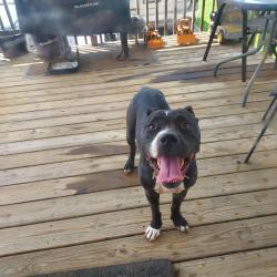 Found/Stray Female Dog last seen right before browning rd. on grooms road, Reidsville, NC 27320
