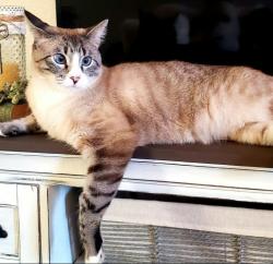 Reunited Male Cat last seen Abelia St, Anderson Rd, Rapid City, SD 57703