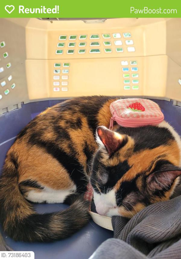 Reunited Female Cat last seen Tanglewood, near tennis courts, Carlsbad, CA 92010