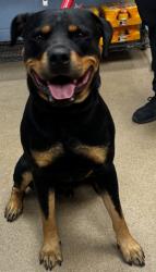 Shelter Stray Male Dog last seen , , GA, 3280 Chamblee Dunwoody Rd, Chamblee, GA 30341, USA