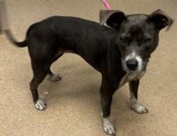 Shelter Stray Female Dog last seen Near Rogers Lake Rd Lithonia, 30058, 30058, GA, 3280 Chamblee Dunwoody Rd, Chamblee, GA 30341, USA