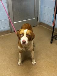 Shelter Stray Male Dog last seen Near Conisburgh Court Stone Mountain, 30087, 30087, GA, 3280 Chamblee Dunwoody Rd, Chamblee, GA 30341, USA