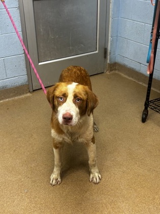 Shelter Stray Male Dog last seen Near Conisburgh Court Stone Mountain, 30087, 30087, GA, 3280 Chamblee Dunwoody Rd, Chamblee, GA 30341, USA