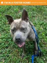 Shelter Stray Male Dog last seen Near Denmore Ave Balt., MD 21215, 21215, MD, 2490 Giles Rd, Baltimore, MD 21225, USA