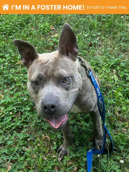 Shelter Stray Male Dog last seen Near Denmore Ave Balt., MD 21215, 21215, MD, 2490 Giles Rd, Baltimore, MD 21225, USA