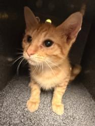 Shelter Stray Male Cat last seen Evening Shade Lane, County/Unicorporated, NC, 1491 Business Park Ct, Gastonia, NC 28052, USA