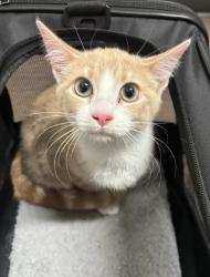 Shelter Stray Unknown Cat last seen Near Peachtree Rd. NE, Atlanta, GA, 1251 Fulton Industrial Blvd NW, Atlanta, GA 30336, USA