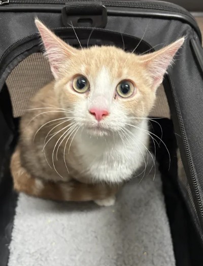 Shelter Stray Unknown Cat last seen Near Peachtree Rd. NE, Atlanta, GA, 1251 Fulton Industrial Blvd NW, Atlanta, GA 30336, USA